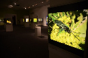 Wasp_exhibition__DSC3425